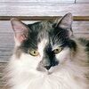 catlover212